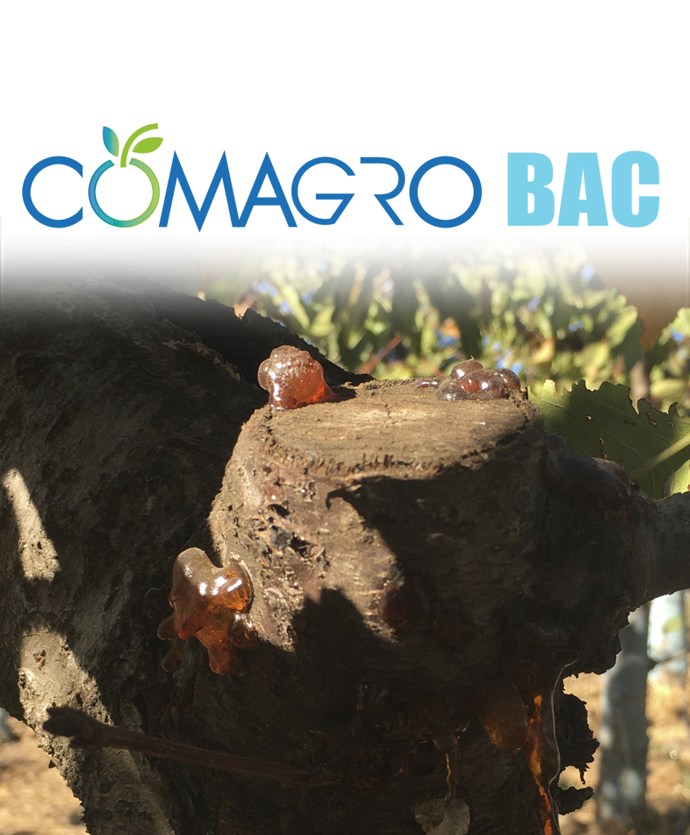 COMAGRO-BAC COD: BM-001